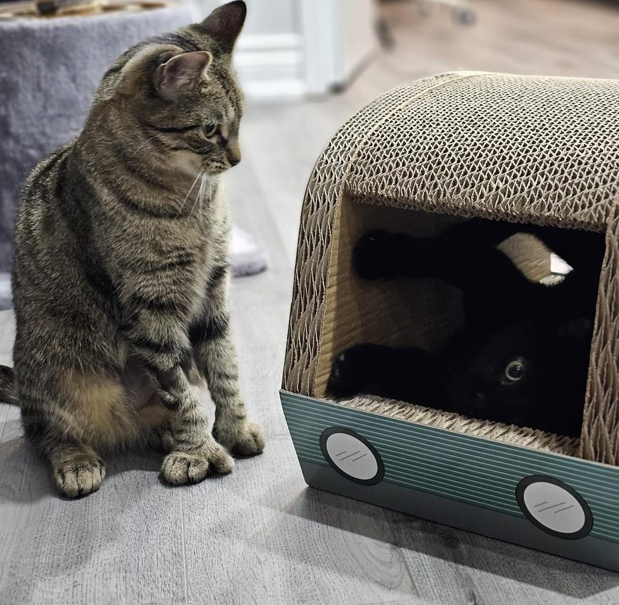 Enlarge Cosette, a Adoptable Domestic Short Hair in Mississauga, ON image 2/2