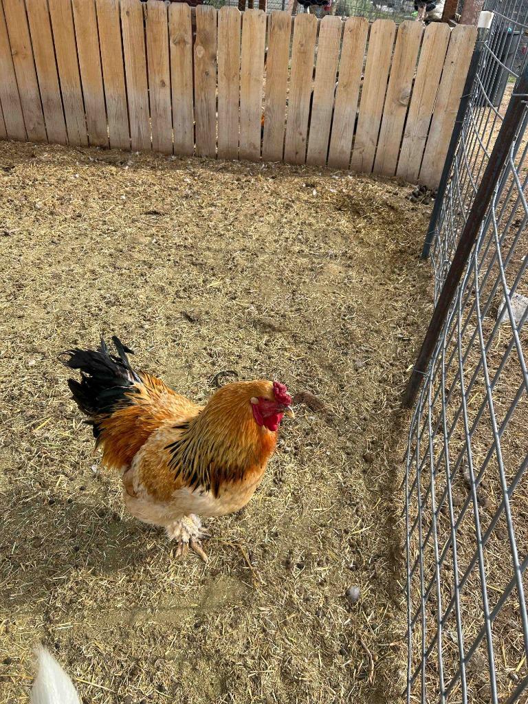 Benson, Adoptable, Adult Male Chicken.
