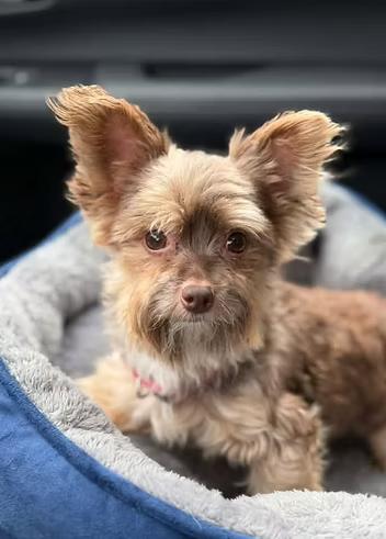 Enlarge Tito, a Adoptable mixed breed in Racine, WI image 3/3