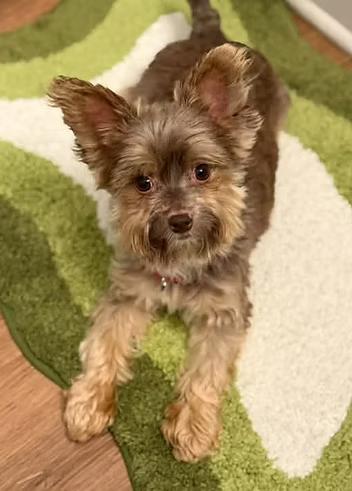 Tito, Adoptable, Adult Male Yorkshire Terrier.
