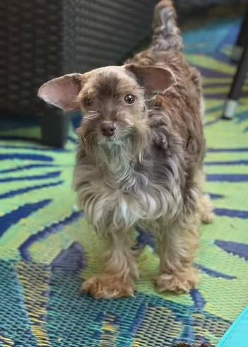Enlarge Tito, a Adoptable mixed breed in Racine, WI image 2/3