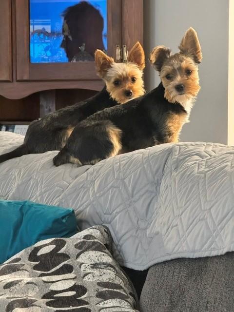 Bentley & Lexi, an adopted Yorkshire Terrier in Coatesville, PA image 3/6