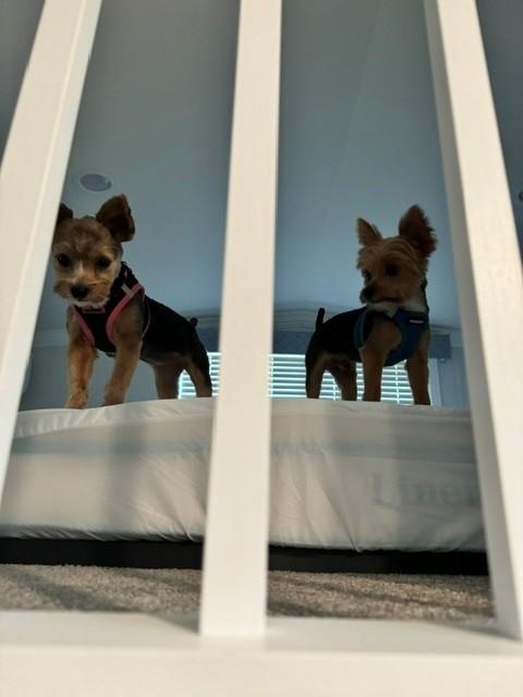 Bentley & Lexi, an adopted Yorkshire Terrier in Coatesville, PA image 5/6