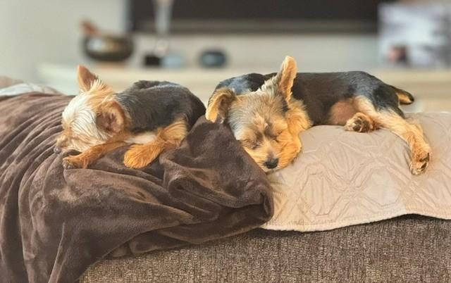 Bentley & Lexi, an adopted Yorkshire Terrier in Coatesville, PA image 4/6