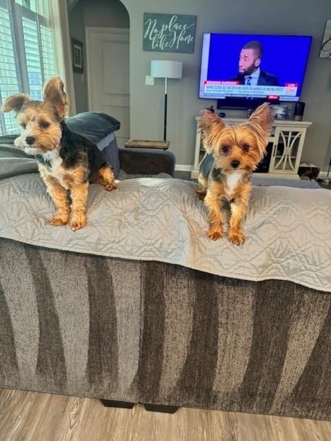 Bentley & Lexi, adopted, Adult Male Yorkshire Terrier.