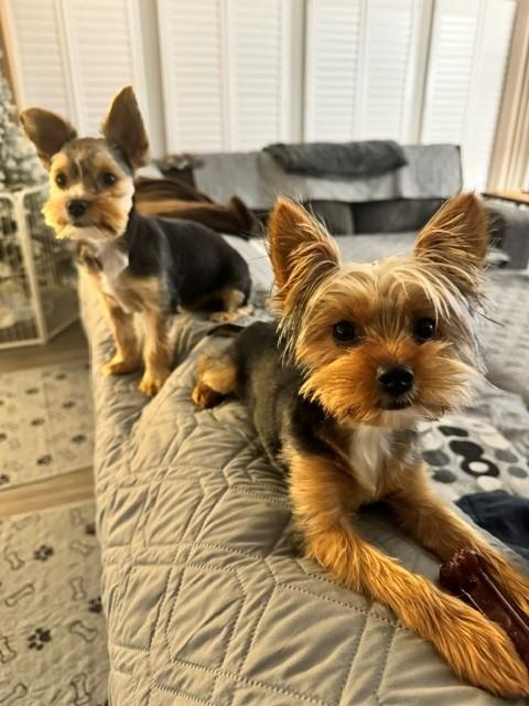 Bentley & Lexi, an adopted Yorkshire Terrier in Coatesville, PA image 6/6
