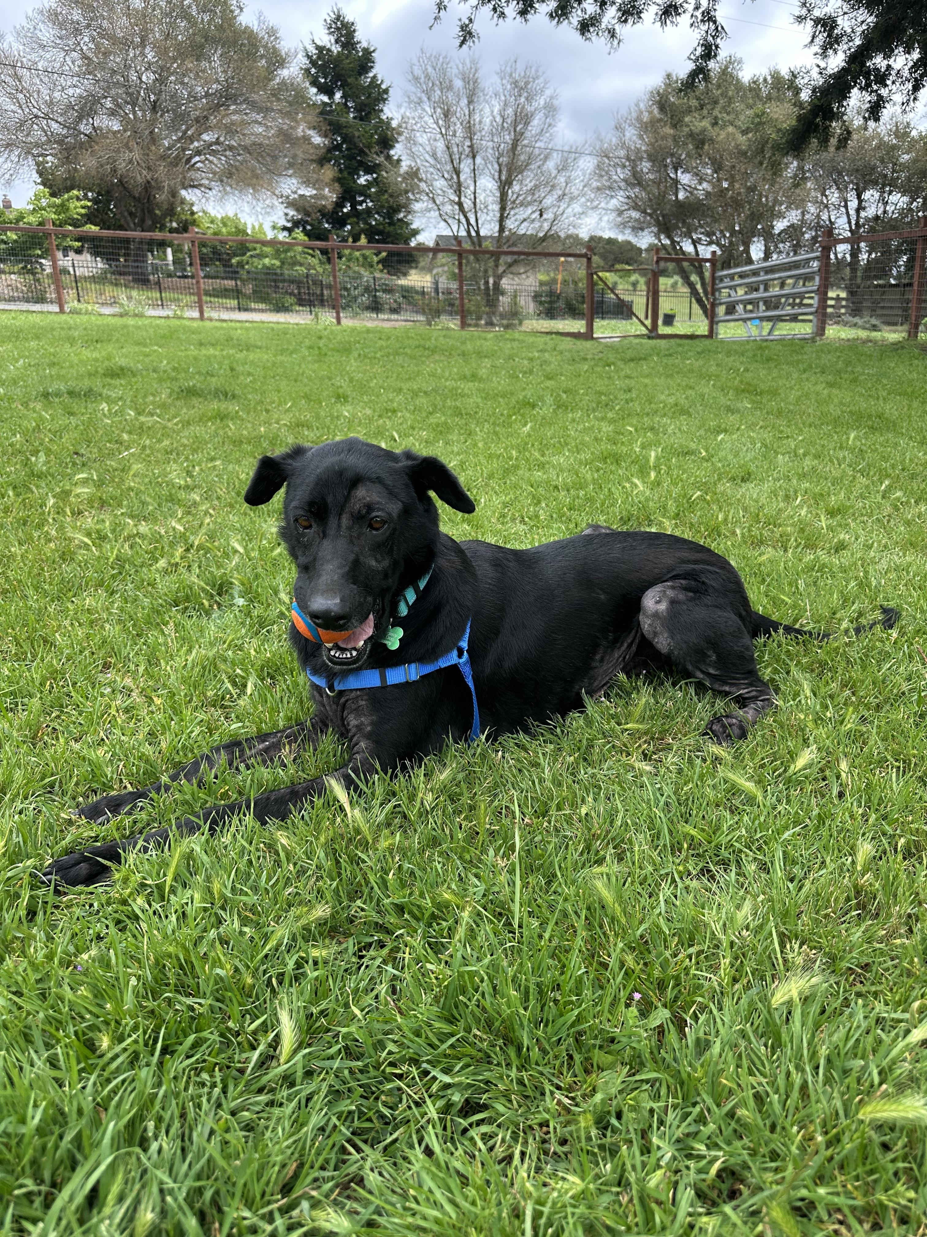 Enlarge Layla, an adopted mixed breed in Petaluma, CA image 4/4