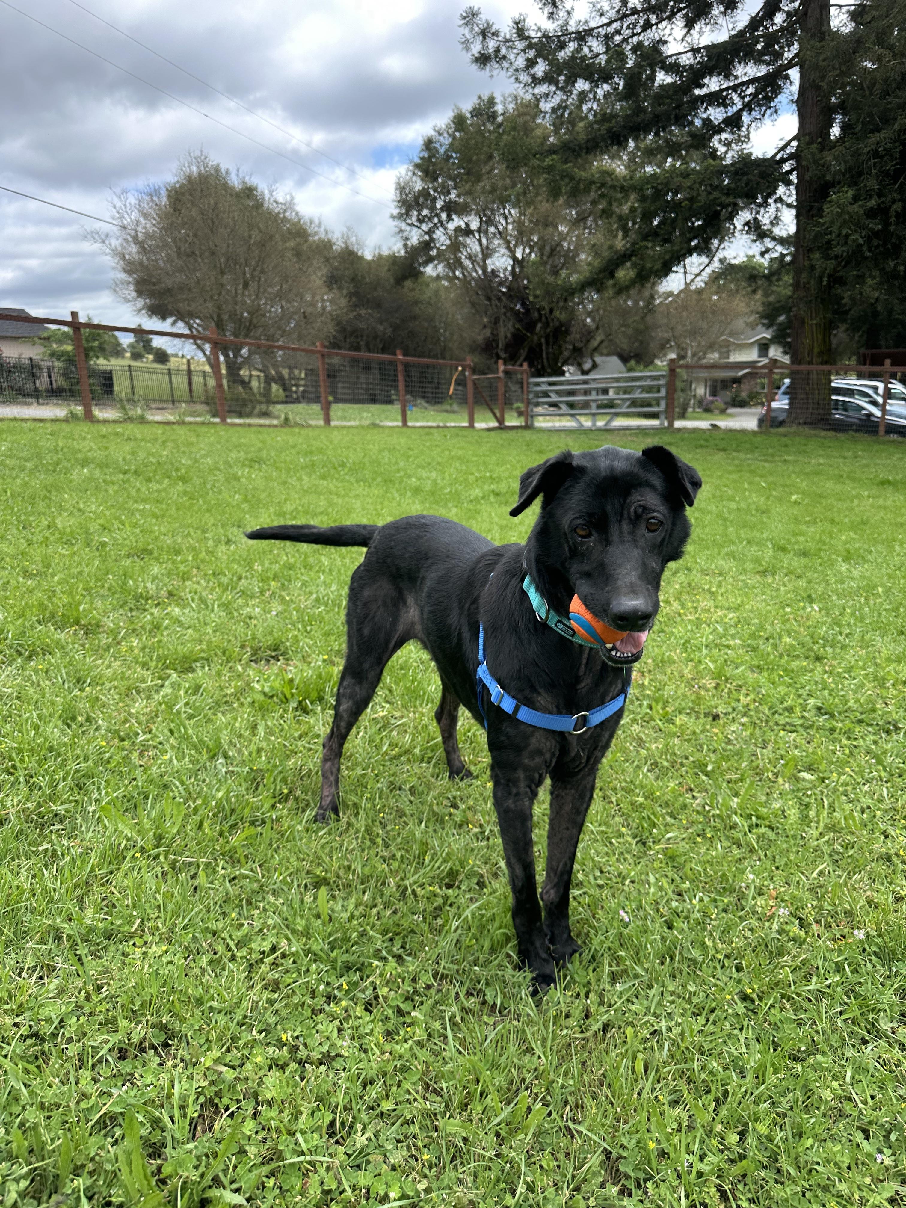 Enlarge Layla, an adopted mixed breed in Petaluma, CA image 2/4