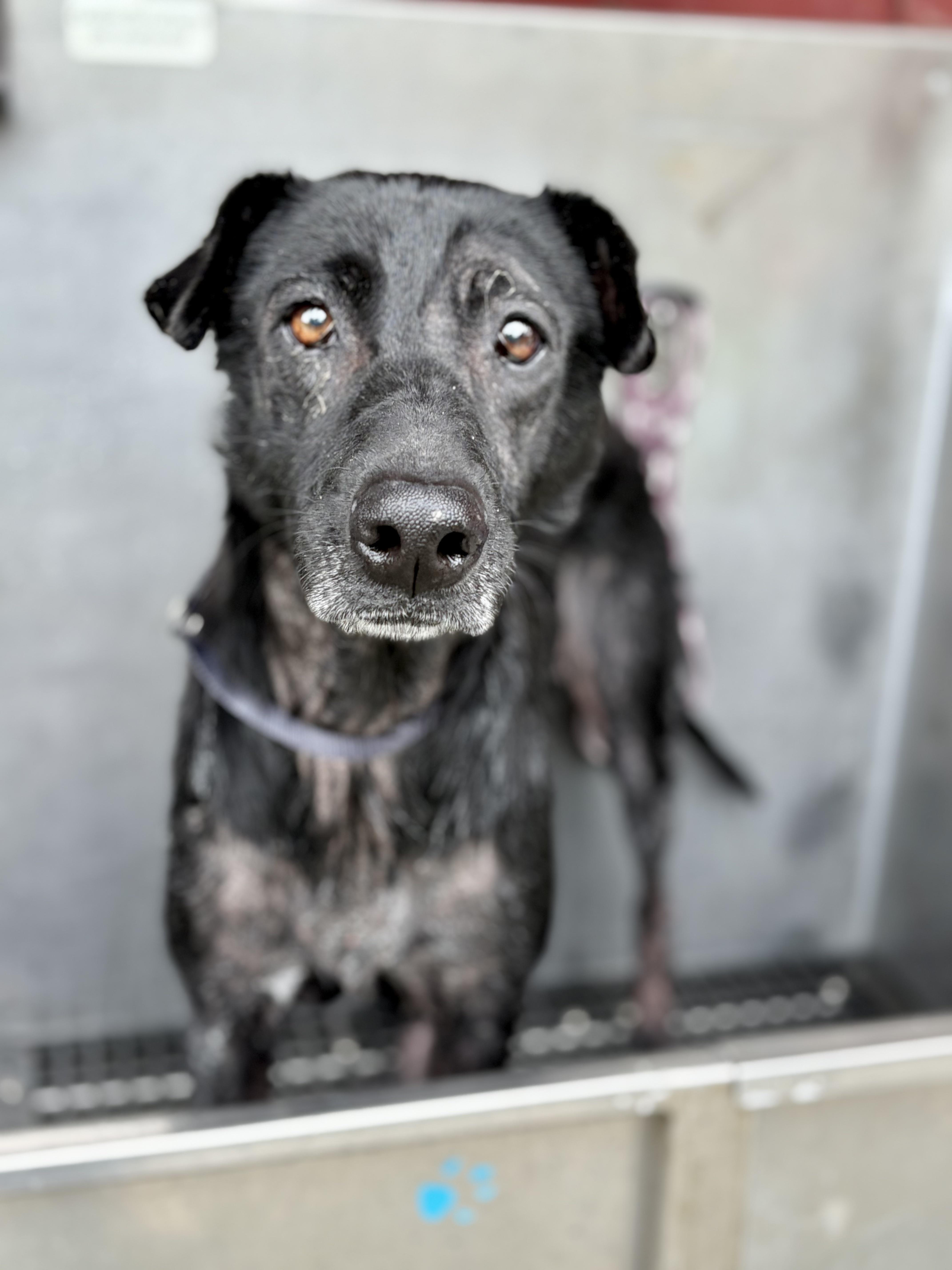 Layla, adopted, Senior Female Black Labrador Retriever.