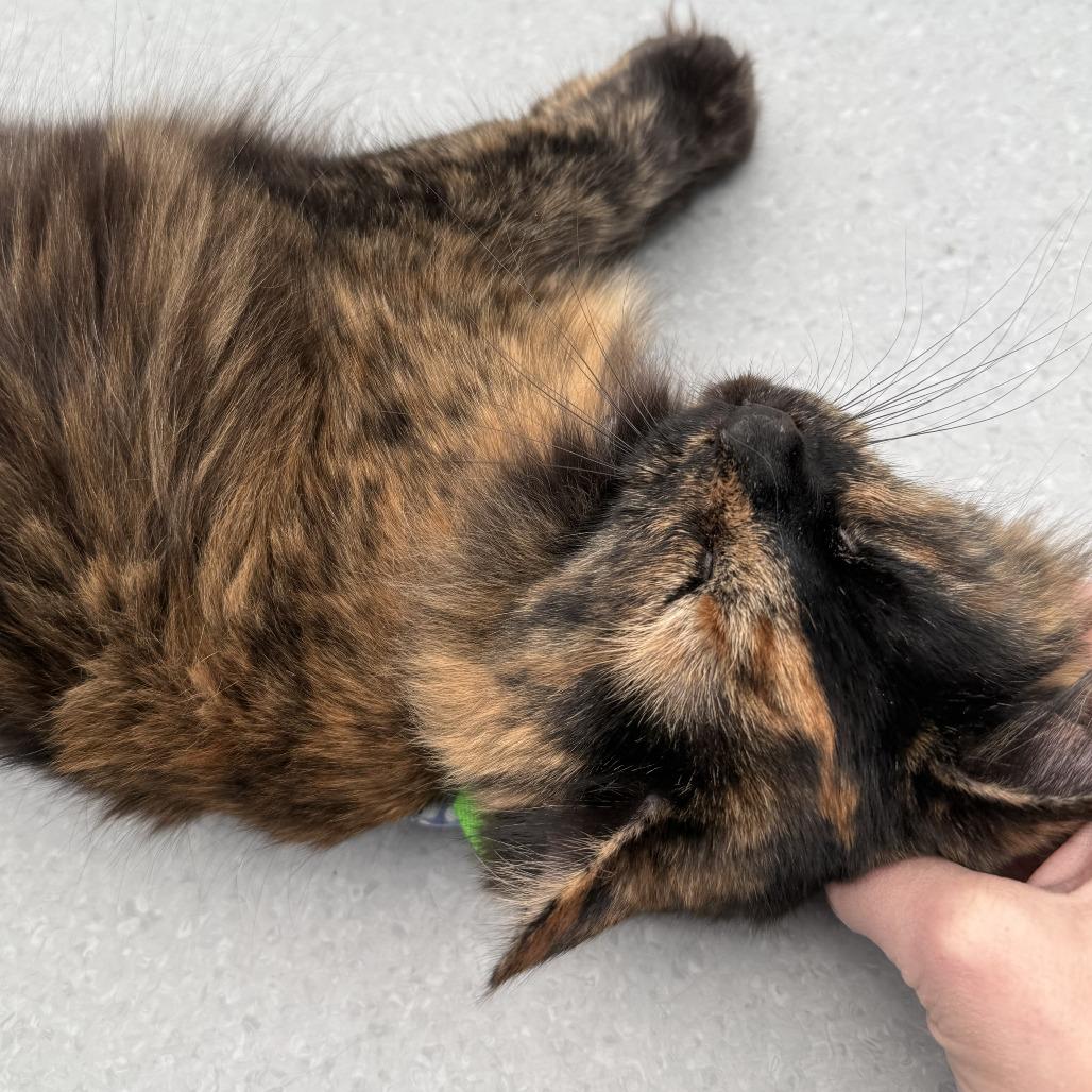 Enlarge Jeri, a Adoptable Domestic Long Hair in Evansville, IN image 1/6