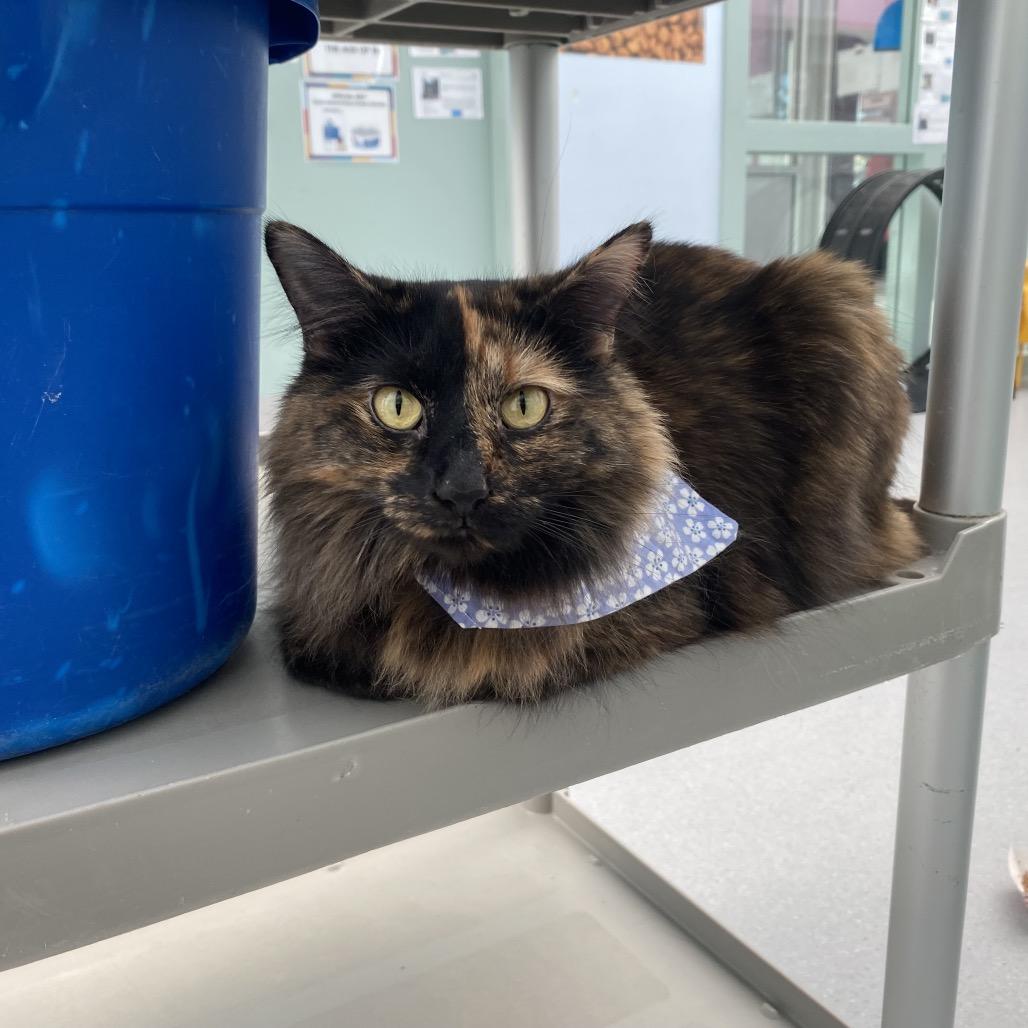 Enlarge Jeri, a Adoptable Domestic Long Hair in Evansville, IN image 2/6