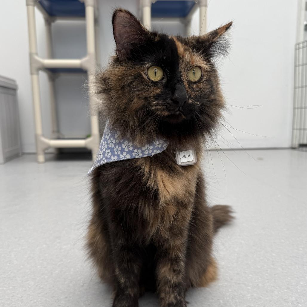 Enlarge Jeri, a Adoptable Domestic Long Hair in Evansville, IN image 3/6