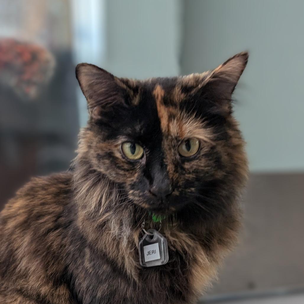 Enlarge Jeri, a Adoptable Domestic Long Hair in Evansville, IN image 4/6