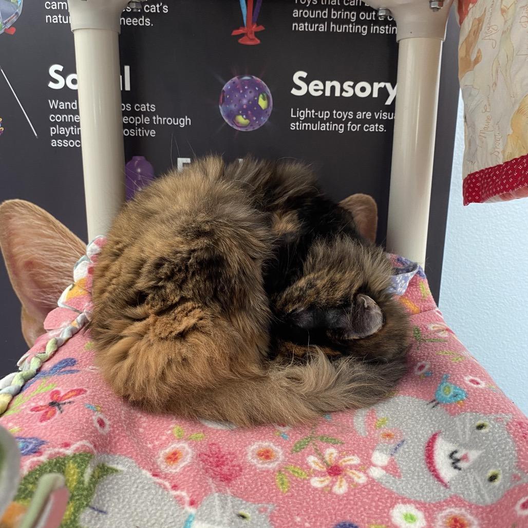 Enlarge Jeri, a Adoptable Domestic Long Hair in Evansville, IN image 5/6