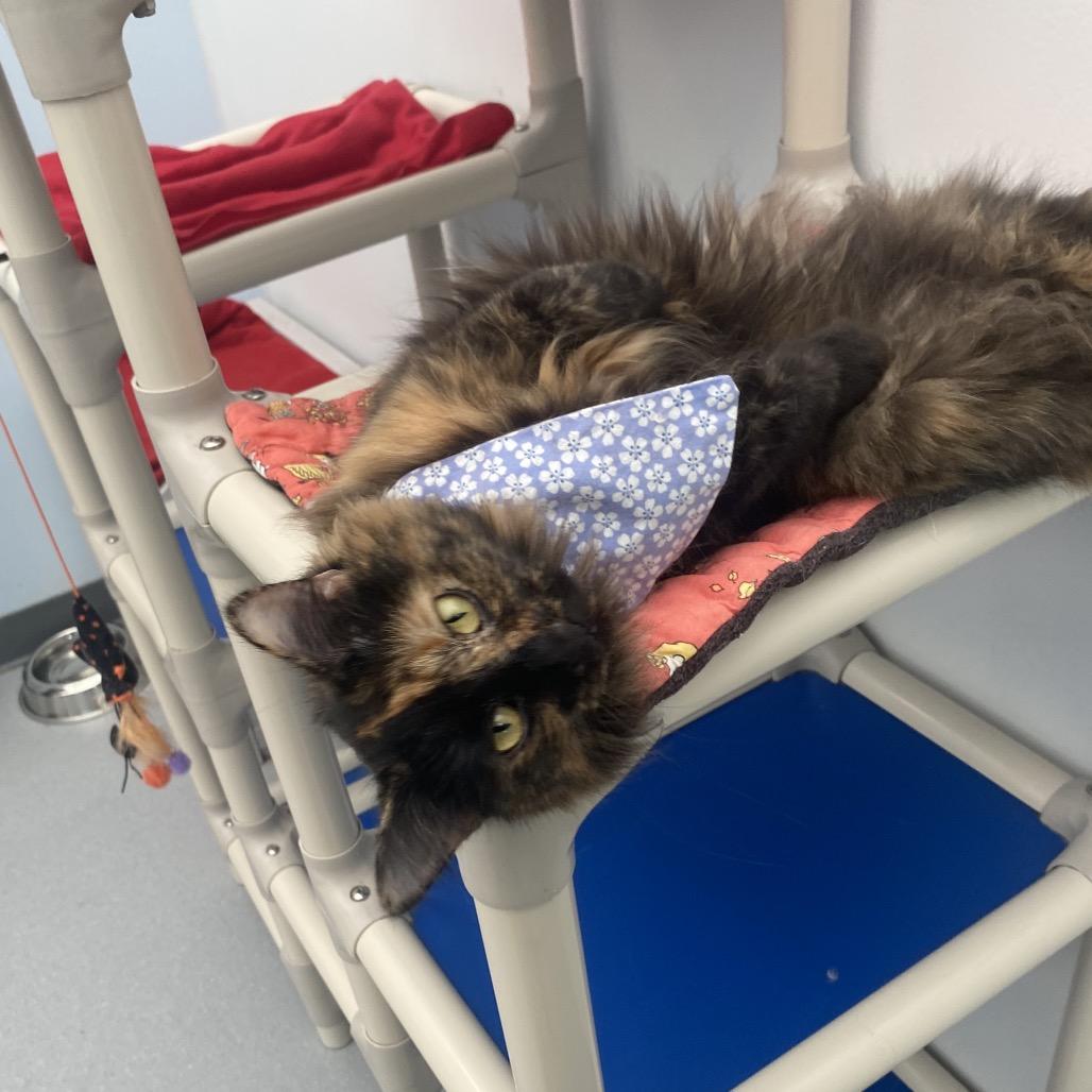 Enlarge Jeri, a Adoptable Domestic Long Hair in Evansville, IN image 6/6