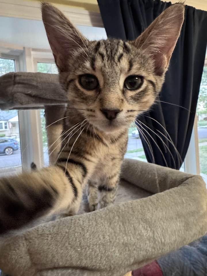 Sasha, adopted, Kitten Female Domestic Short Hair.