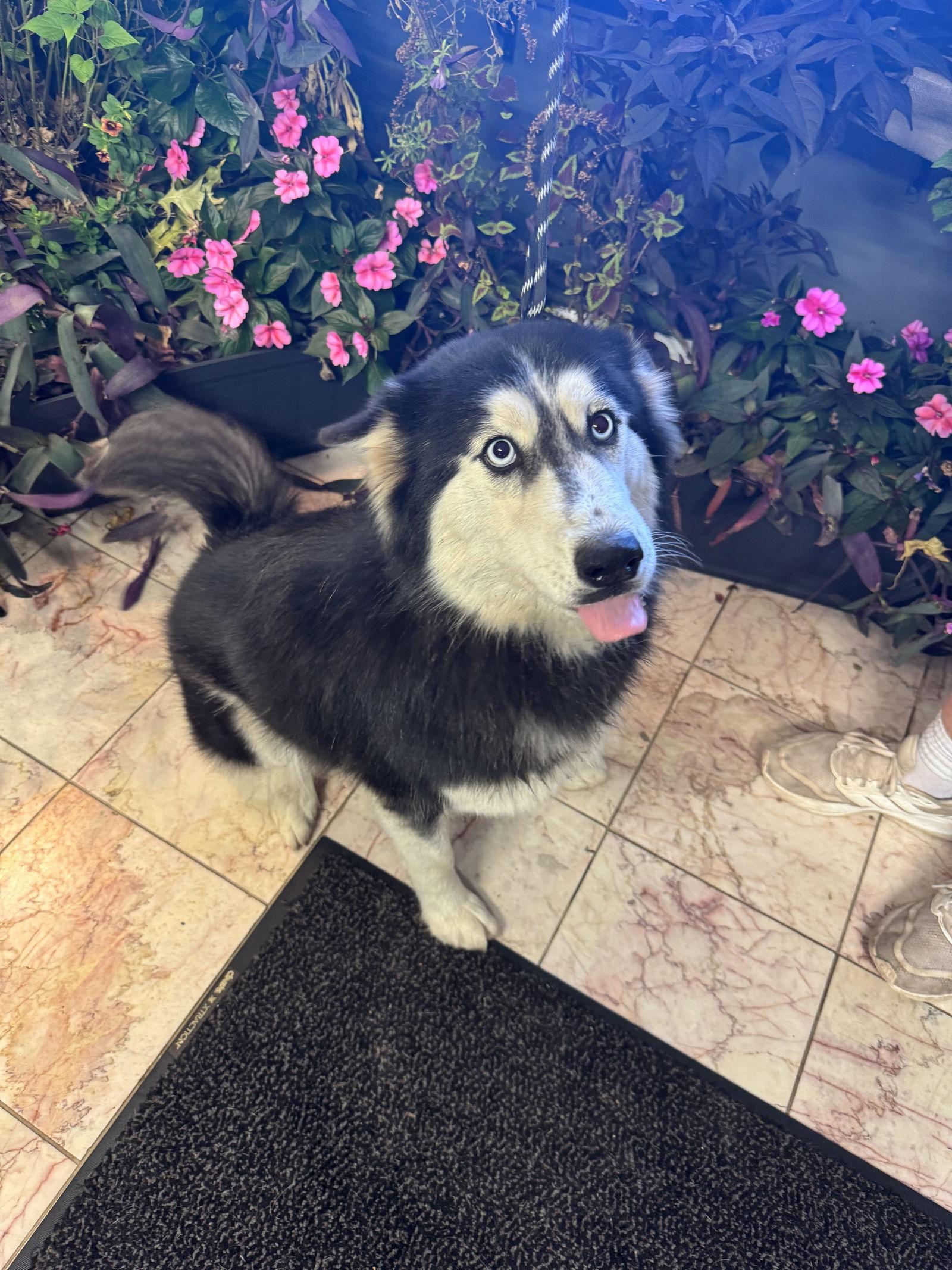 Seyla, a Adoptable Husky in Leavenworth, KS image 1/3