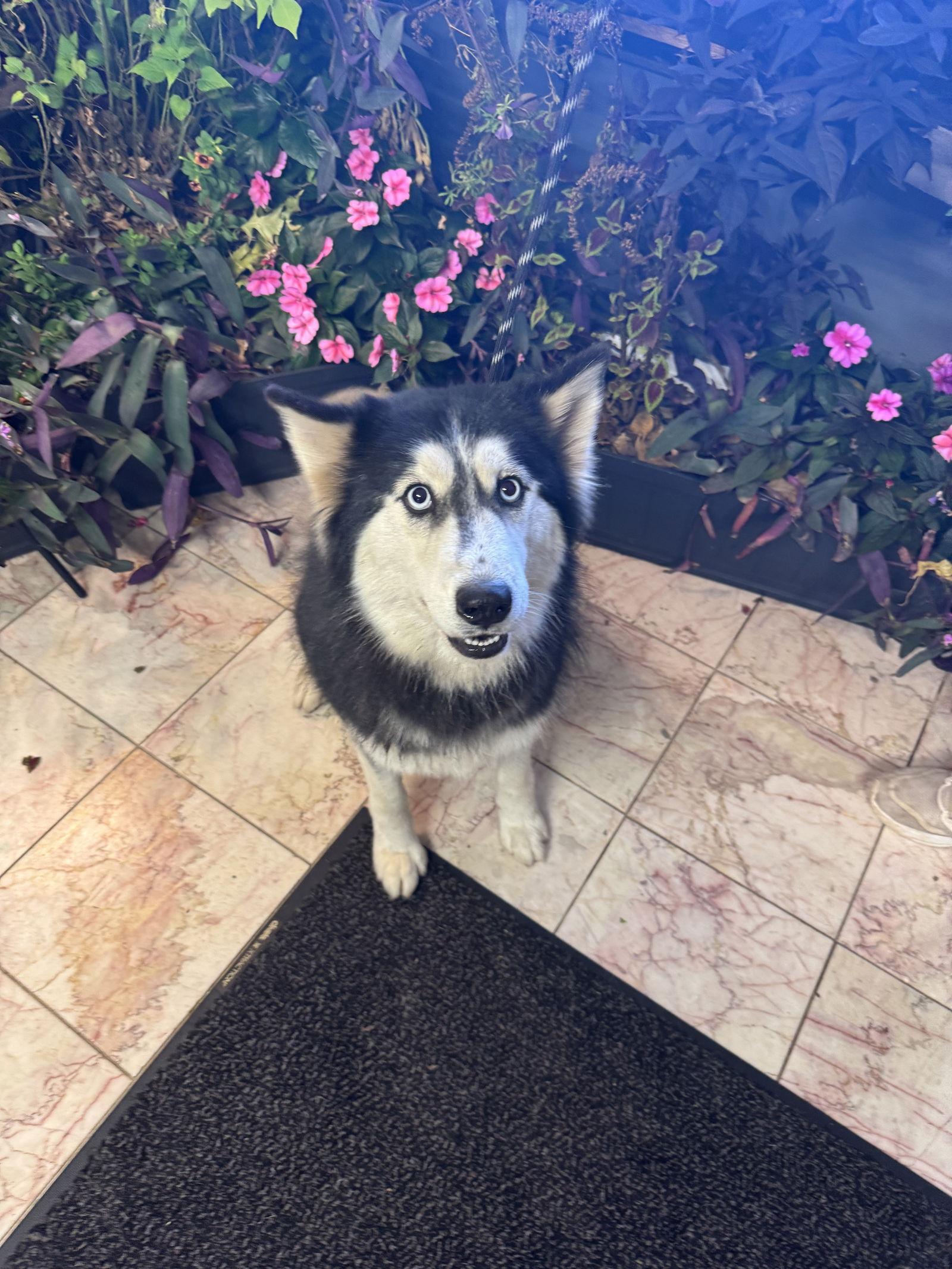 Seyla, a Adoptable Husky in Leavenworth, KS image 3/3