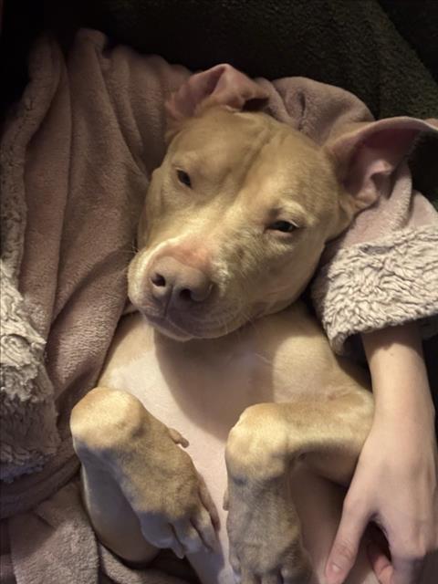 CREME BRULEE, Adoptable, Adult Male Pit Bull Terrier.