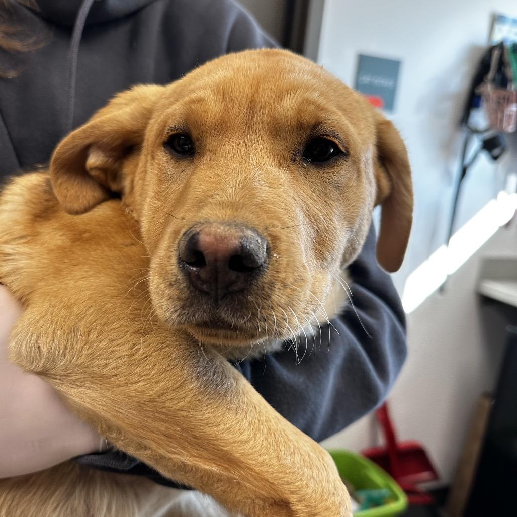 Enlarge Lemonhead, a Adoptable Black Mouth Cur in Cleveland, MS image 1/4
