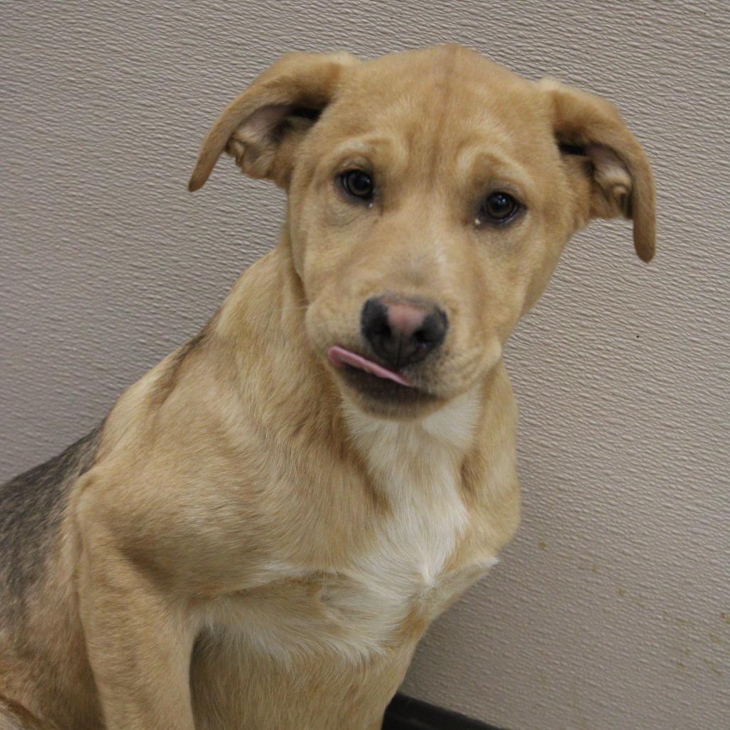 Enlarge Lemonhead, a Adoptable Black Mouth Cur in Cleveland, MS image 2/4