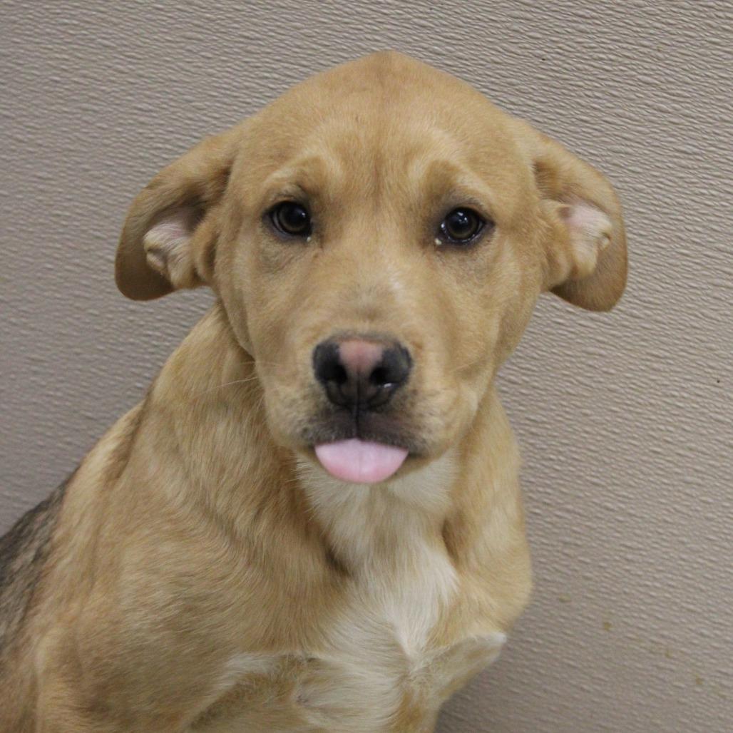 Enlarge Lemonhead, a Adoptable Black Mouth Cur in Cleveland, MS image 3/4