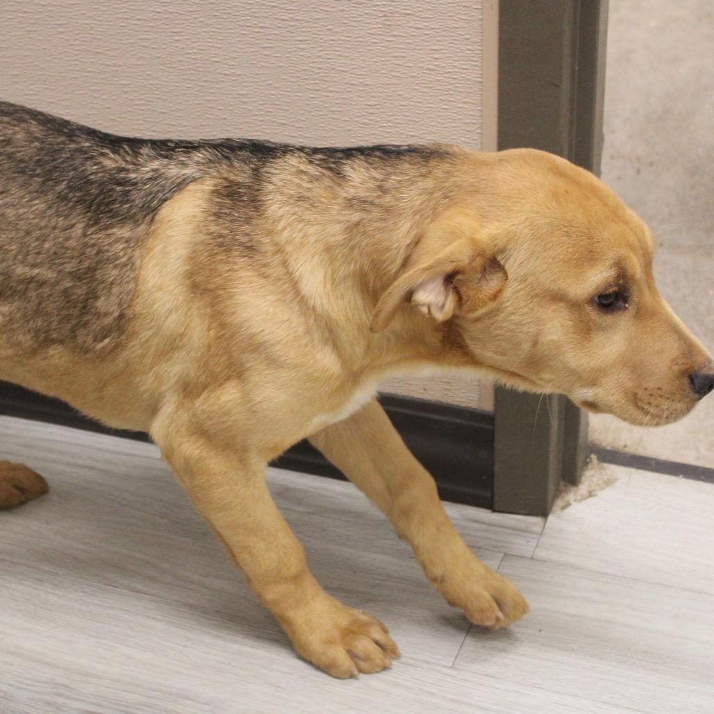 Enlarge Lemonhead, a Adoptable Black Mouth Cur in Cleveland, MS image 4/4