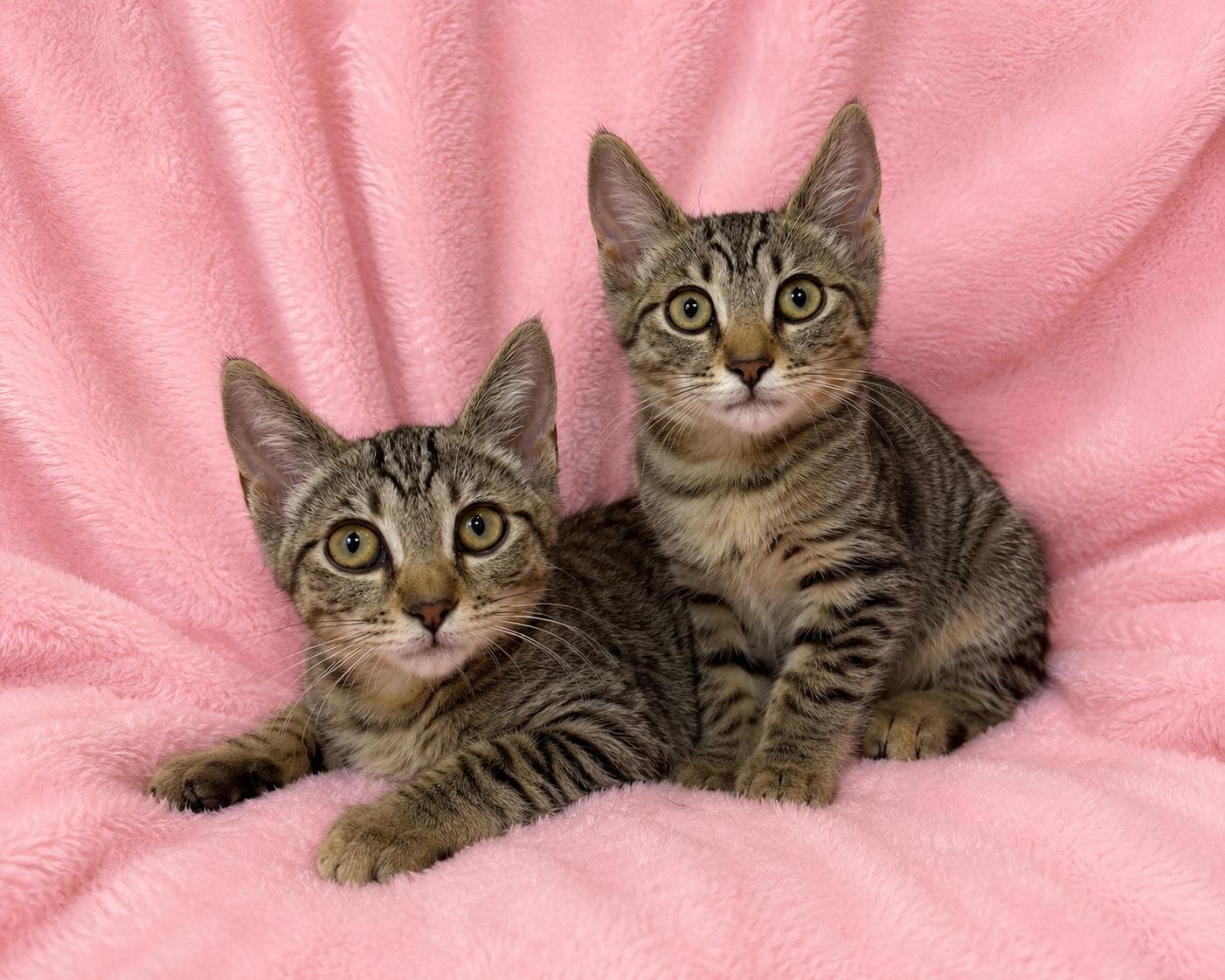 Lulu, a ADOPTABLE Domestic Short Hair in Copley, OH image 2/2