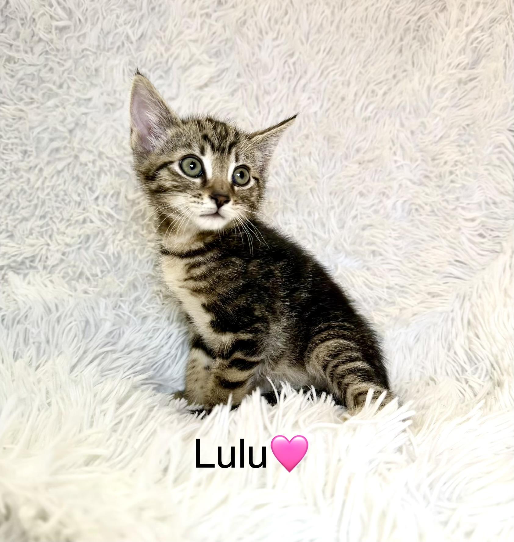 Enlarge Lulu, a ADOPTABLE Domestic Short Hair in Copley, OH image 1/1