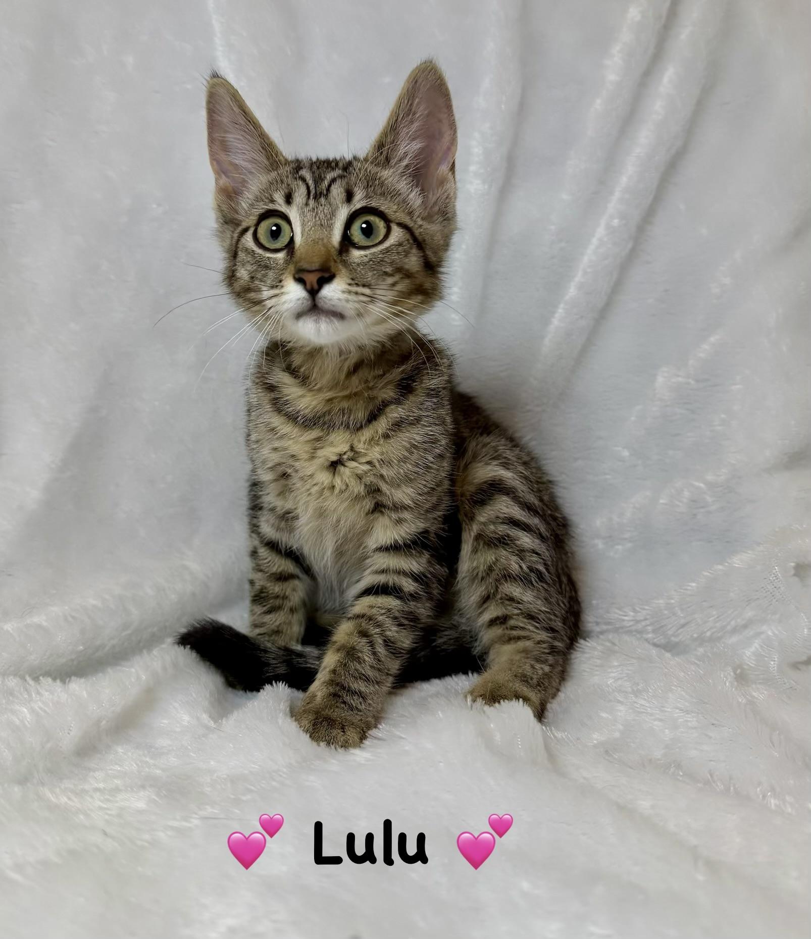 Lulu, ADOPTABLE, Kitten Female Domestic Short Hair.