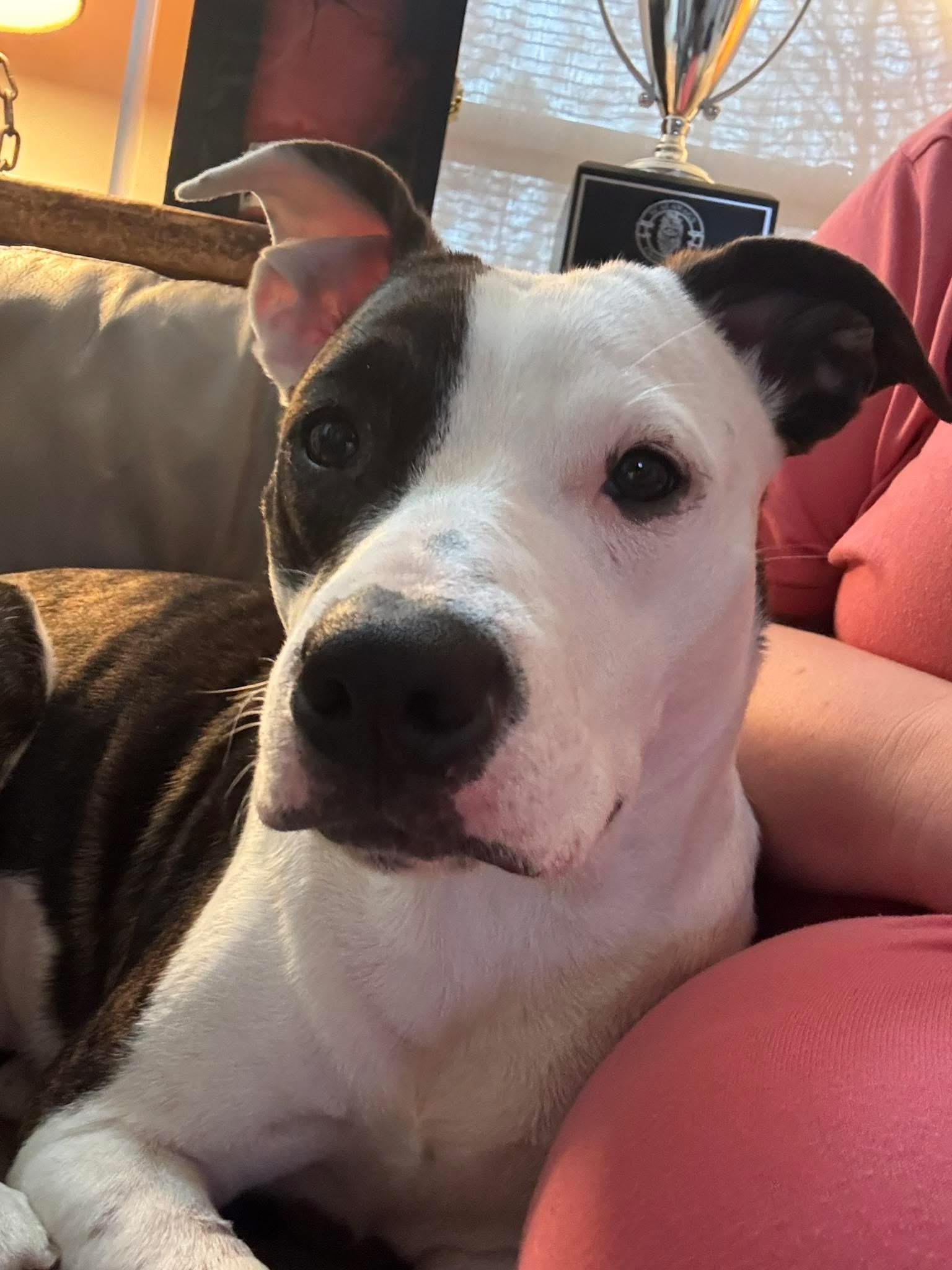 Enlarge Pearl, a Adoptable mixed breed in Troy, MI image 1/4