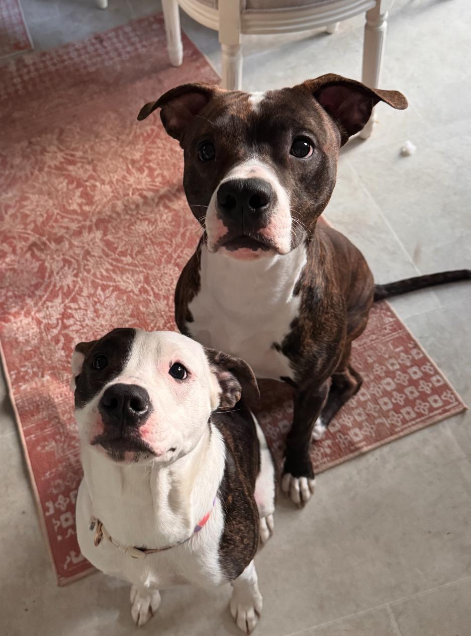 Enlarge Pearl, a Adoptable mixed breed in Troy, MI image 2/4