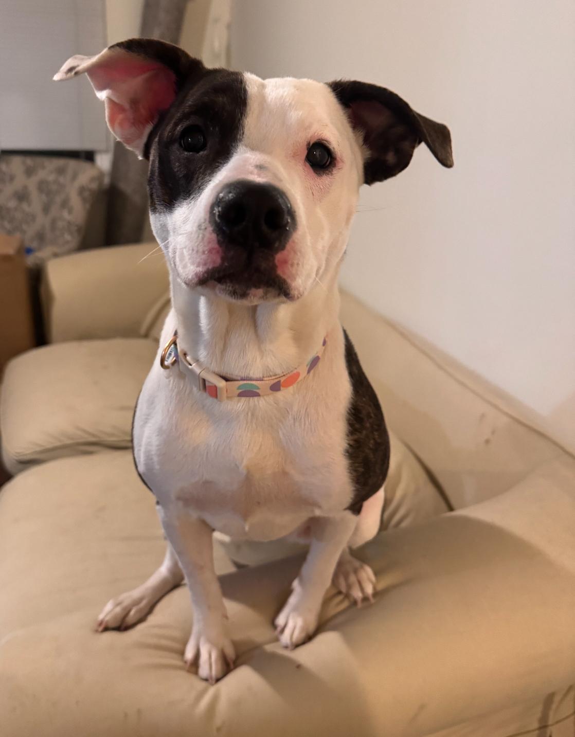 Enlarge Pearl, a Adoptable mixed breed in Troy, MI image 3/4