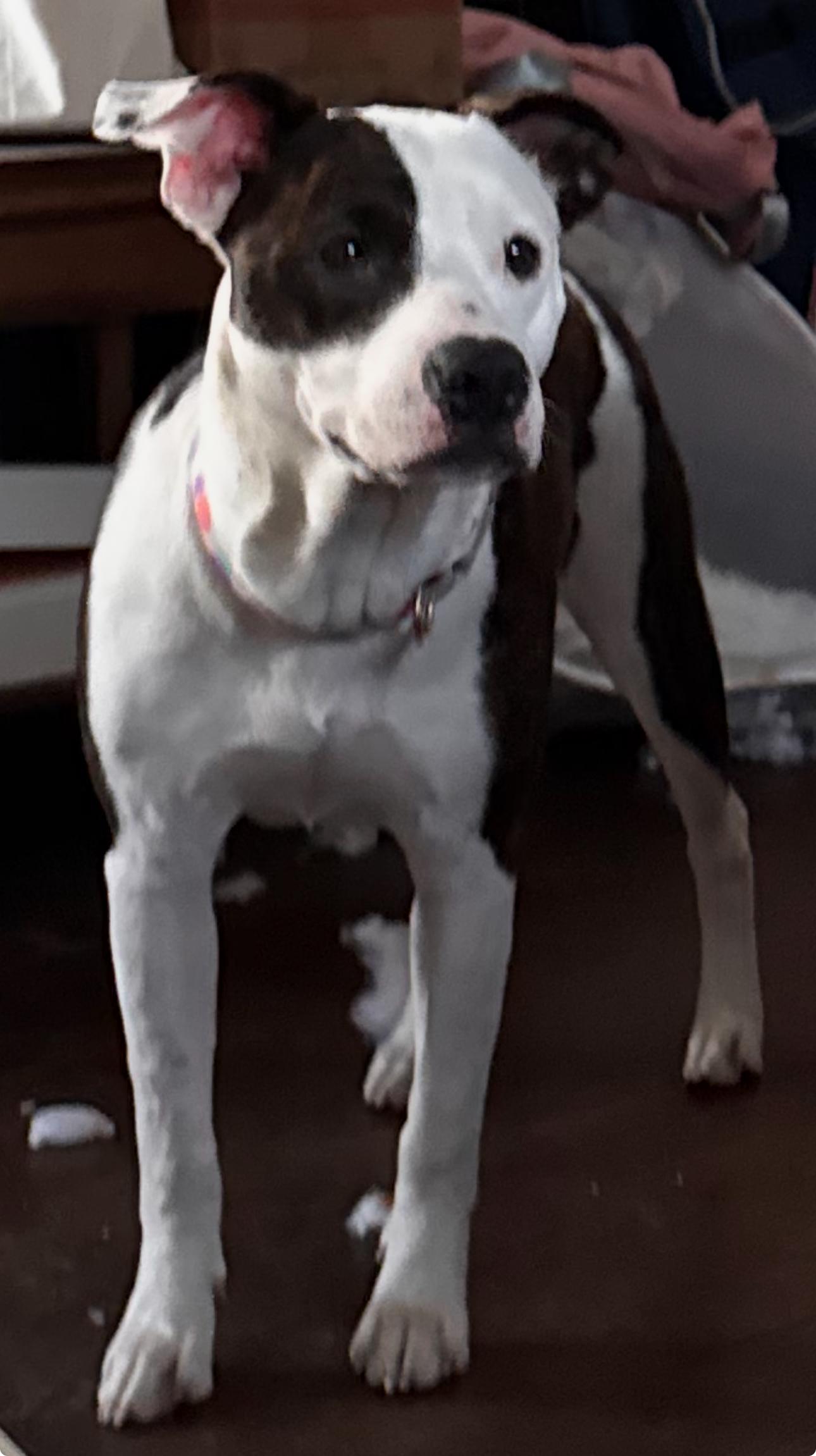 Pearl — thumbnail 4