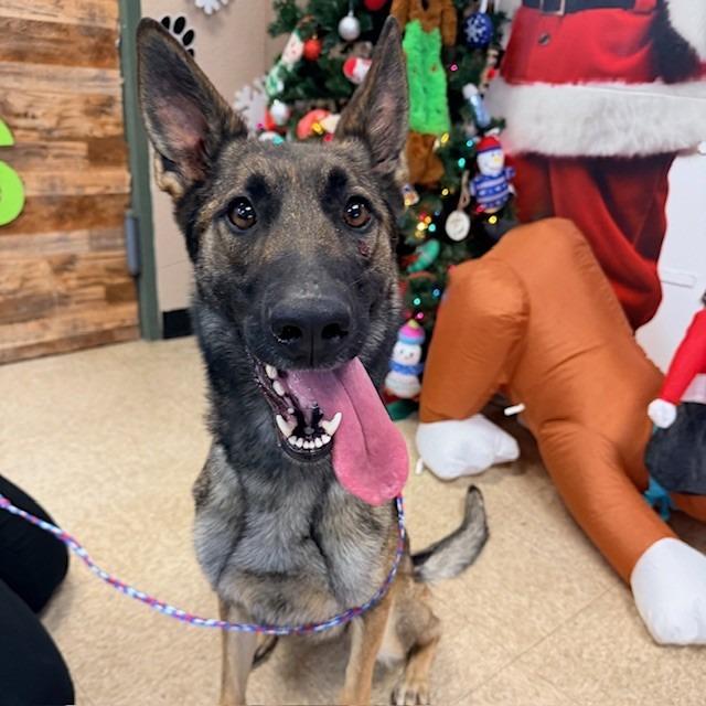 Enlarge Oiya, a Adoptable mixed breed in Bullhead City, AZ image 1/2