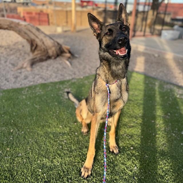 Enlarge Oiya, a Adoptable mixed breed in Bullhead City, AZ image 2/2