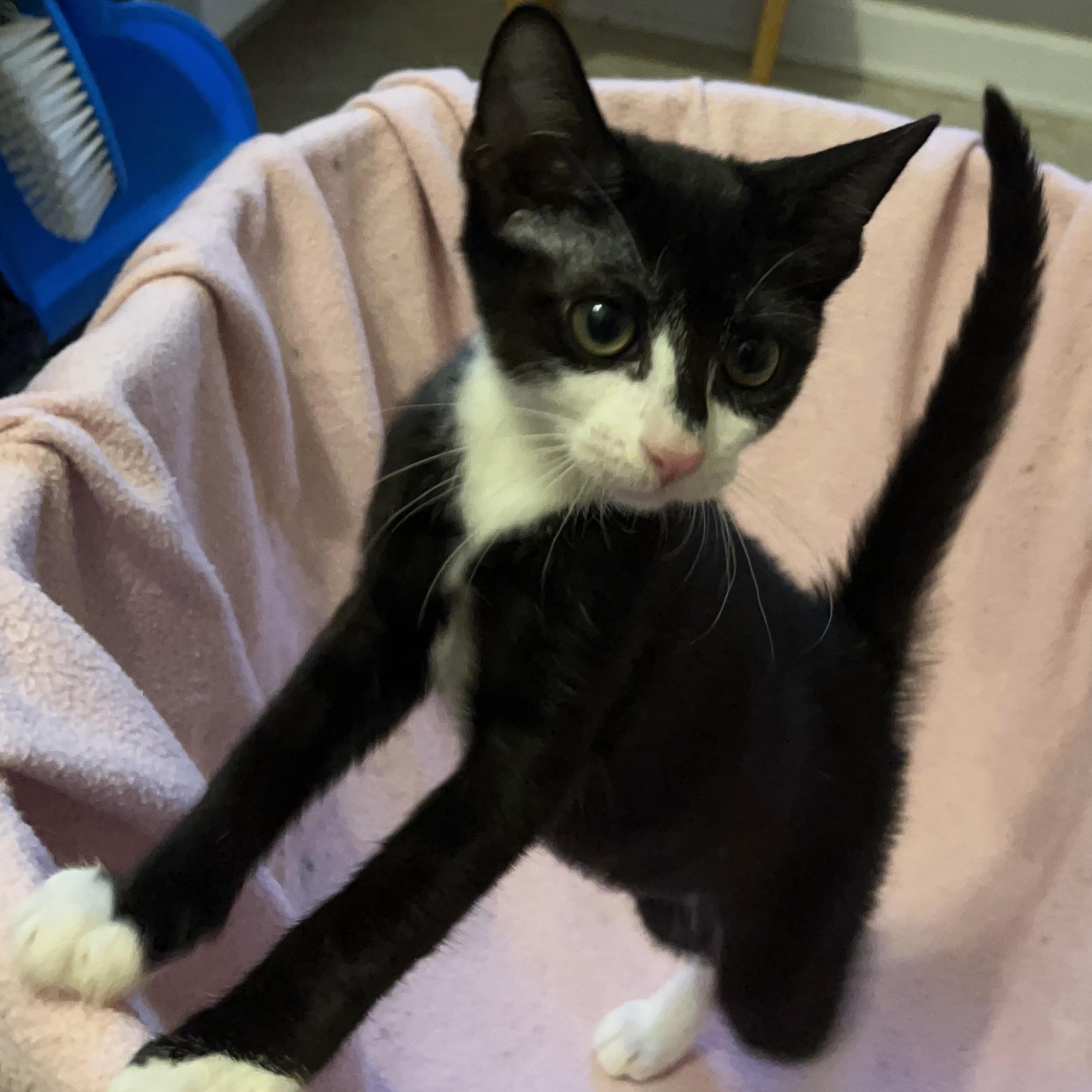Enlarge Garbanzo Bean, a Adoptable mixed breed in Washington, DC image 3/6