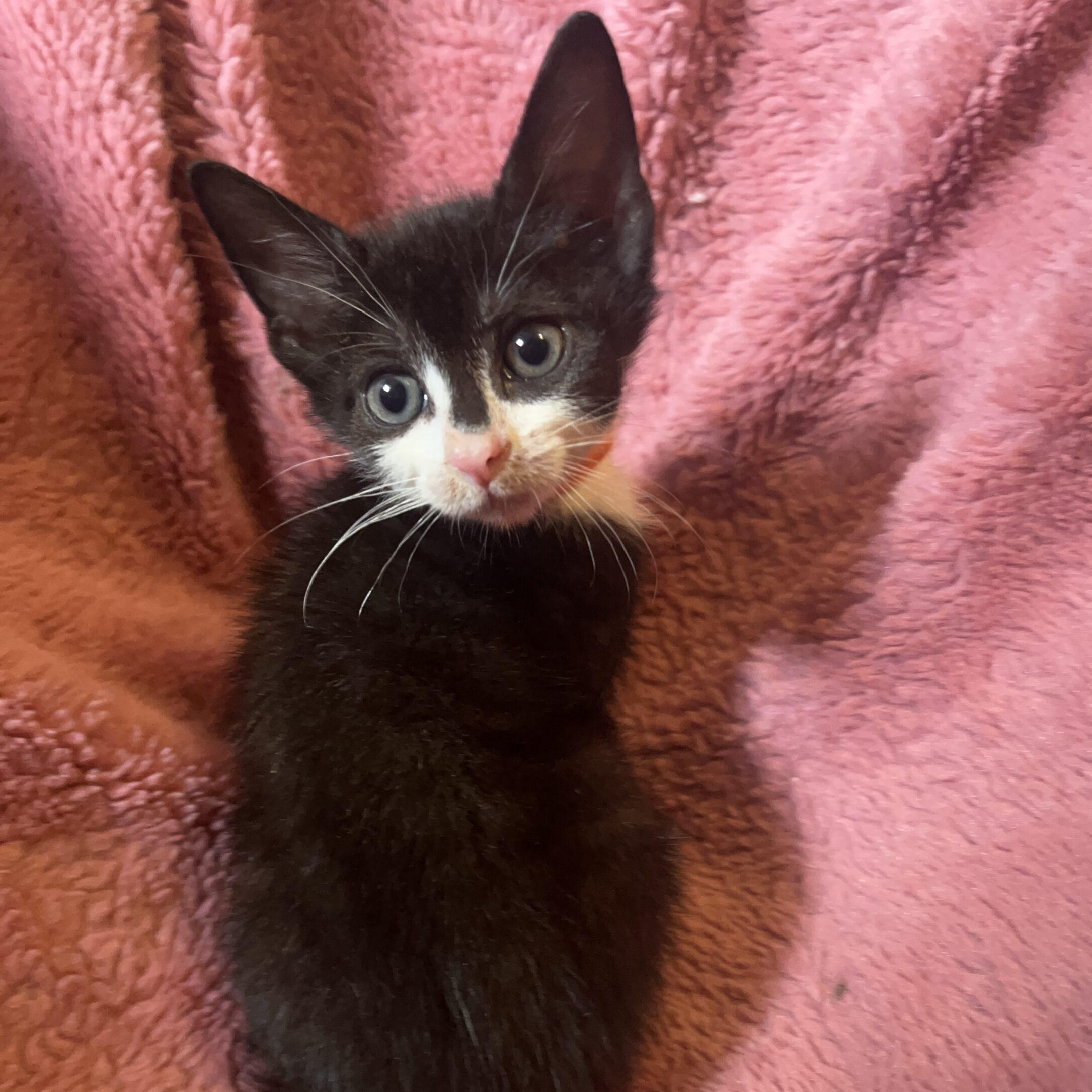 Enlarge Garbanzo Bean, a Adoptable mixed breed in Washington, DC image 6/6