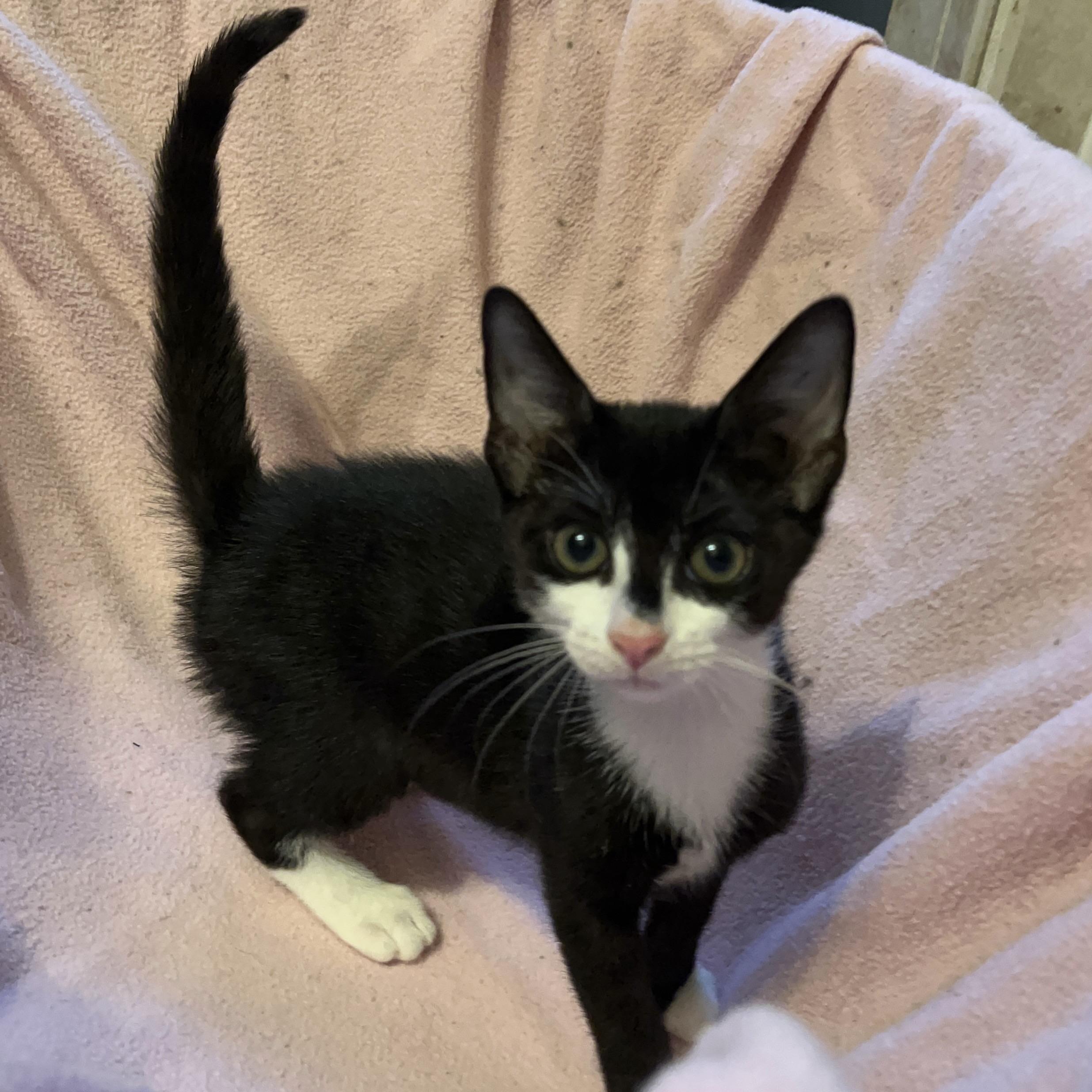 Enlarge Garbanzo Bean, a Adoptable mixed breed in Washington, DC image 4/6