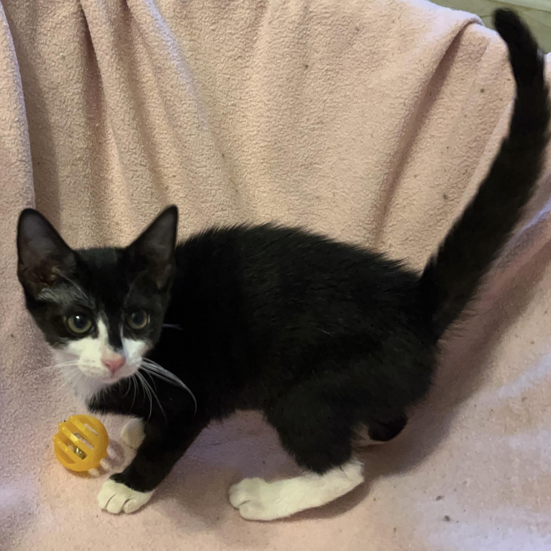 Enlarge Garbanzo Bean, a Adoptable mixed breed in Washington, DC image 2/6