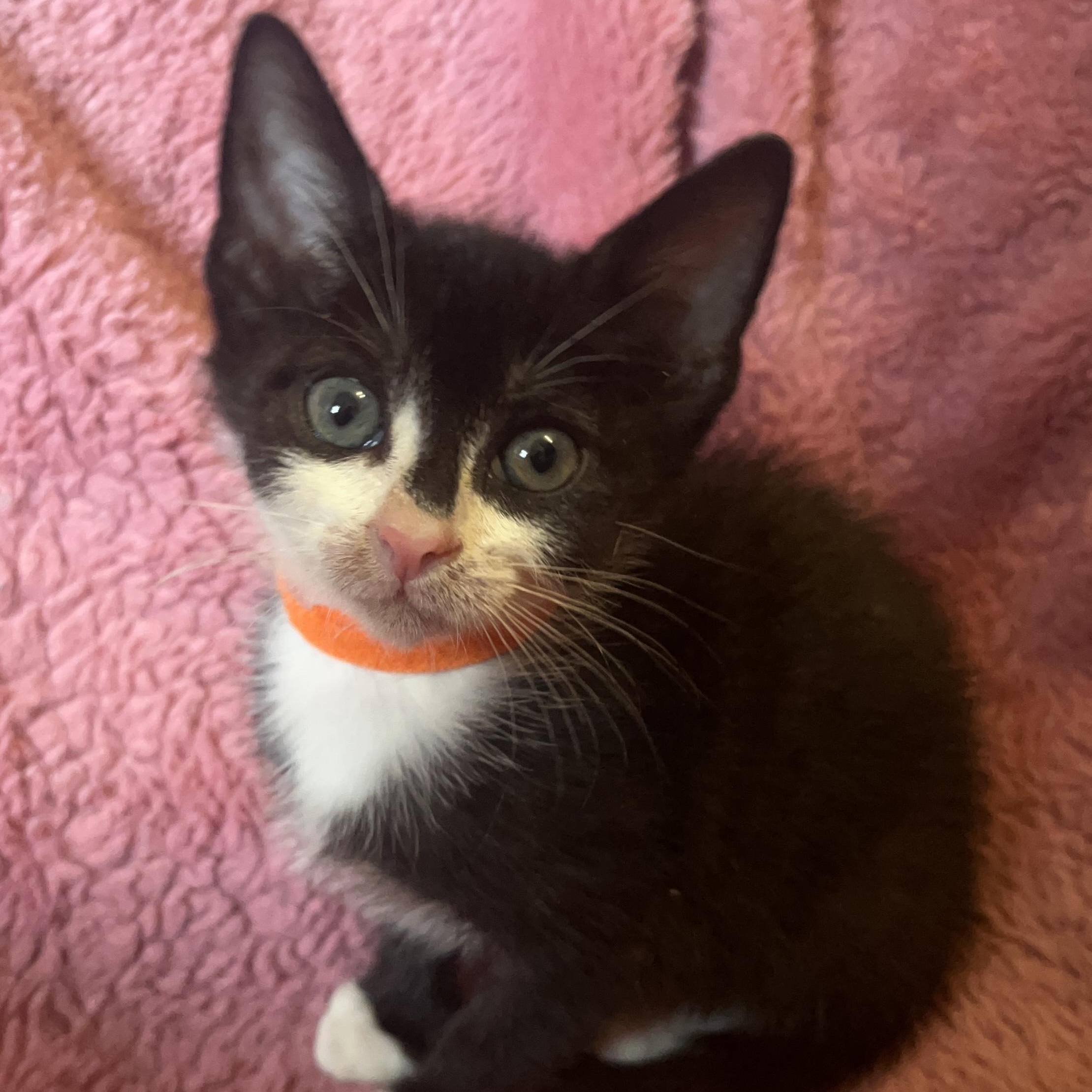 Enlarge Garbanzo Bean, a Adoptable mixed breed in Washington, DC image 5/6