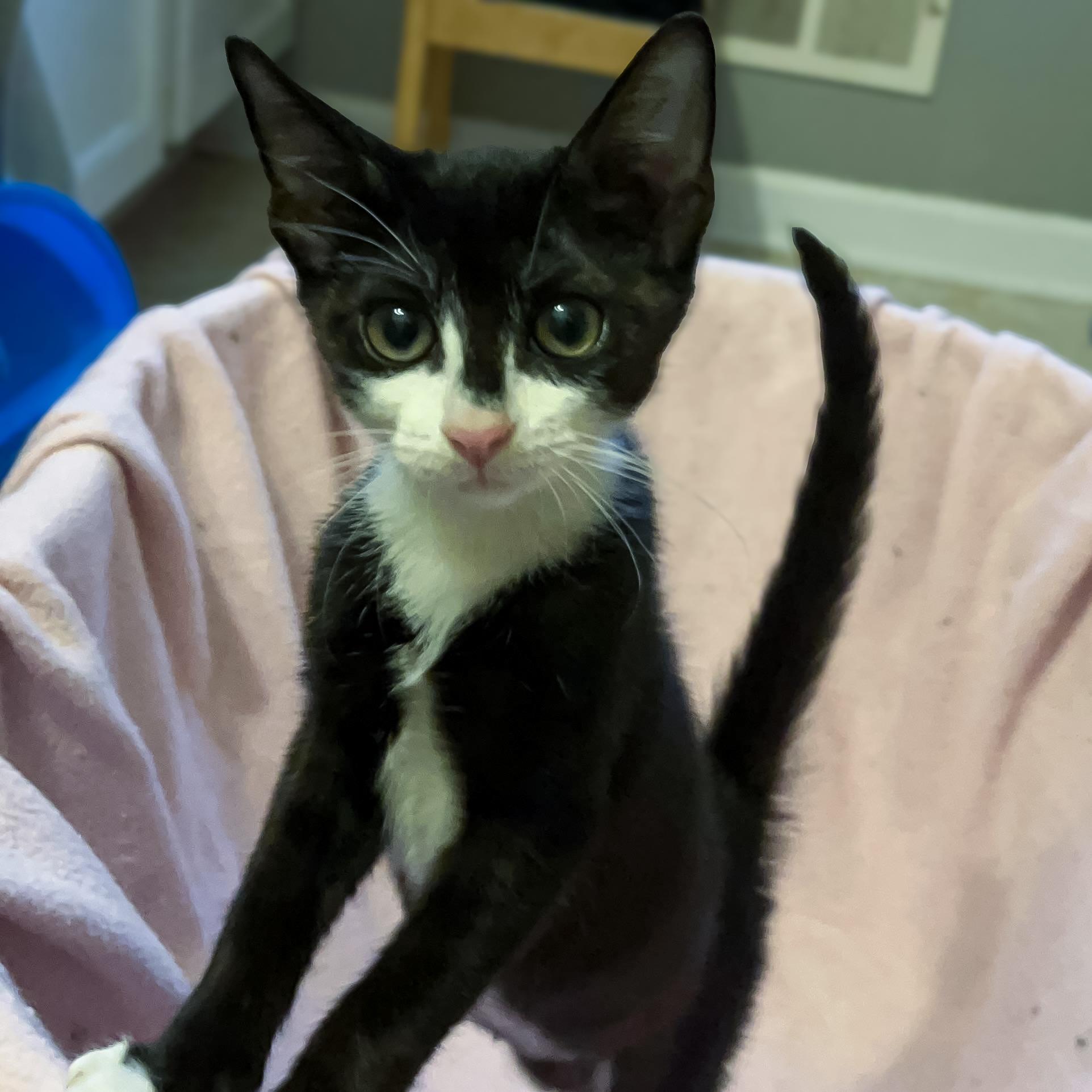 Enlarge Garbanzo Bean, a Adoptable mixed breed in Washington, DC image 1/6