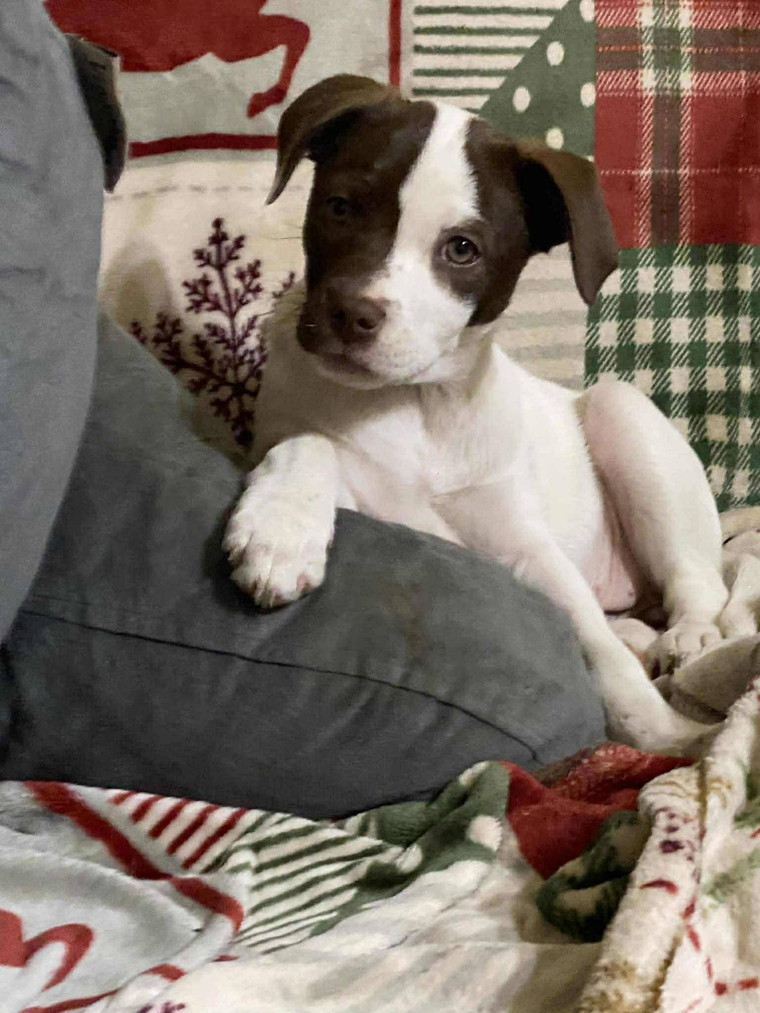 Enlarge S'mores, an adopted mixed breed in Algonquin, IL image 1/4