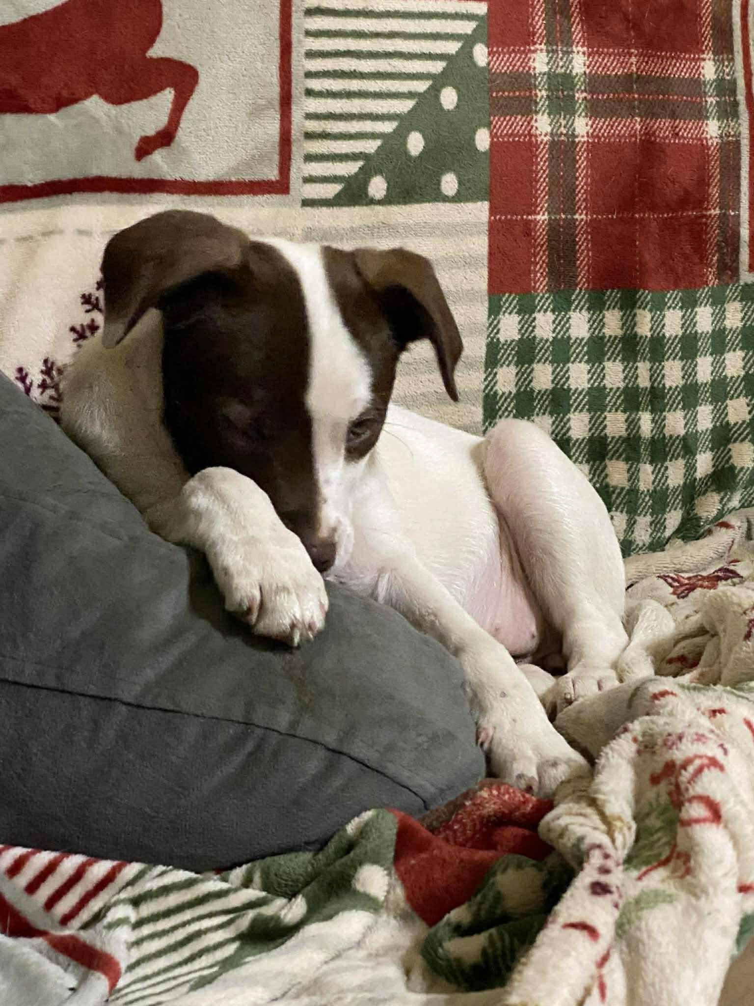 Enlarge S'mores, an adopted mixed breed in Algonquin, IL image 3/4