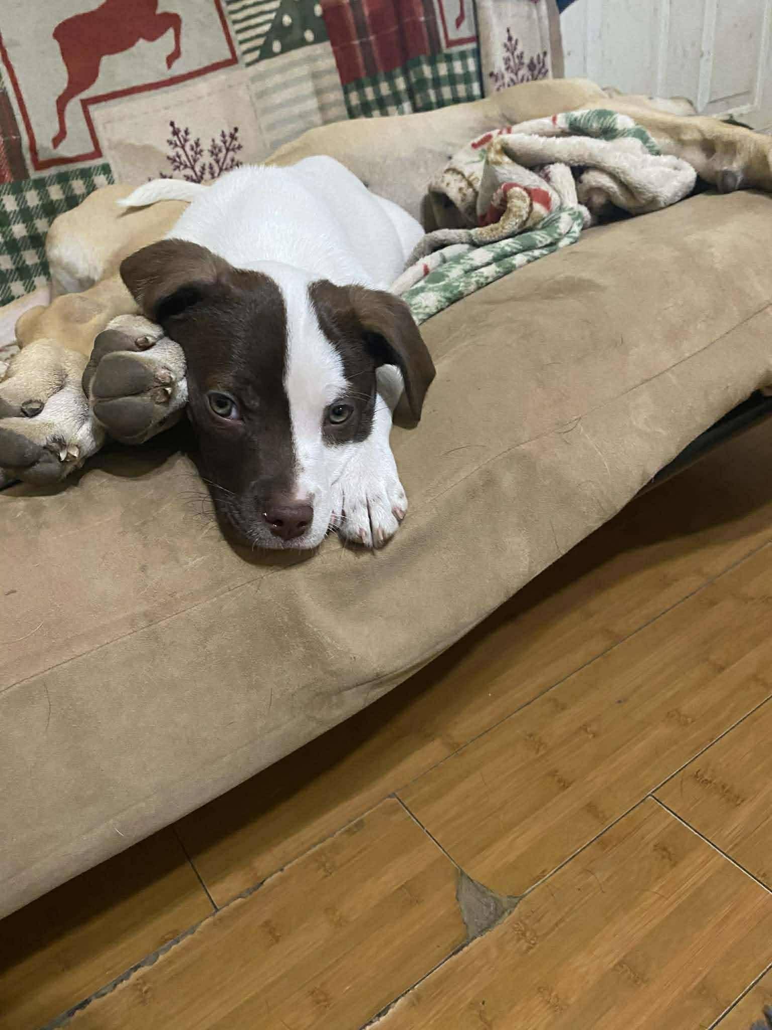 Enlarge S'mores, an adopted mixed breed in Algonquin, IL image 4/4