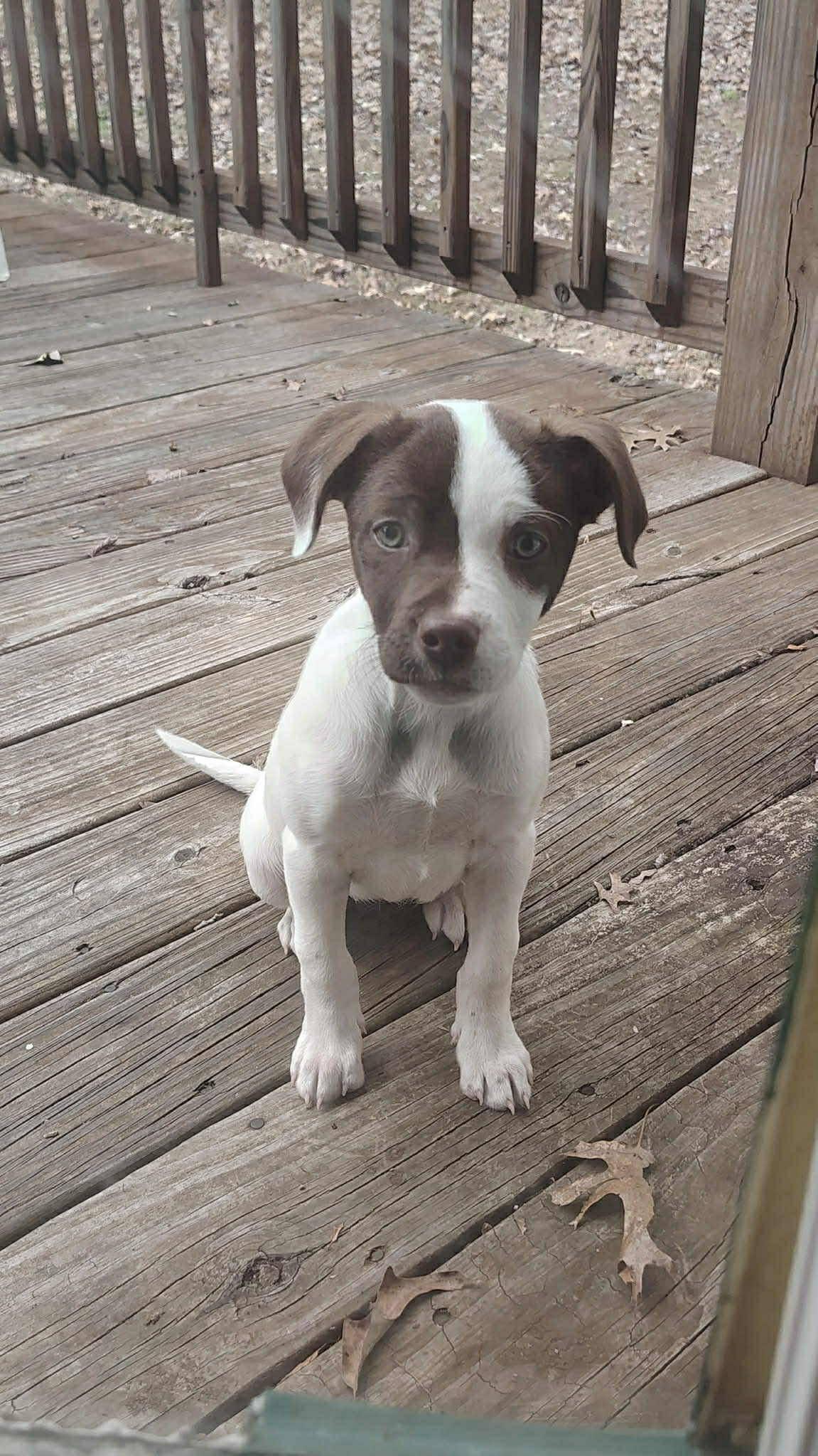 Enlarge S'mores, an adopted mixed breed in Algonquin, IL image 2/4