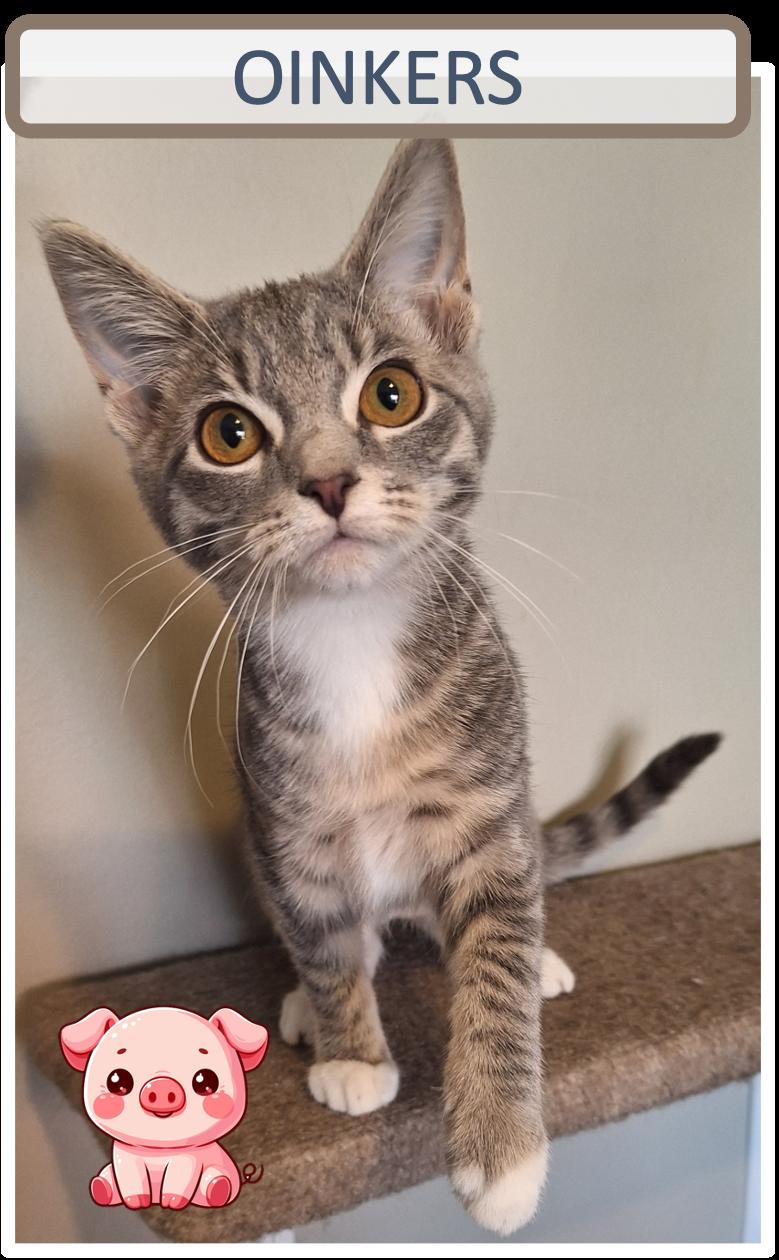 Enlarge Oinkers Woofers Squeakers, a Adoptable Domestic Short Hair in Cincinnati, OH image 2/4