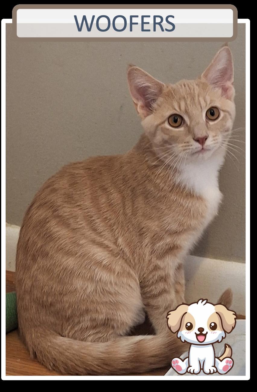 Enlarge Oinkers Woofers Squeakers, a Adoptable Domestic Short Hair in Cincinnati, OH image 3/4