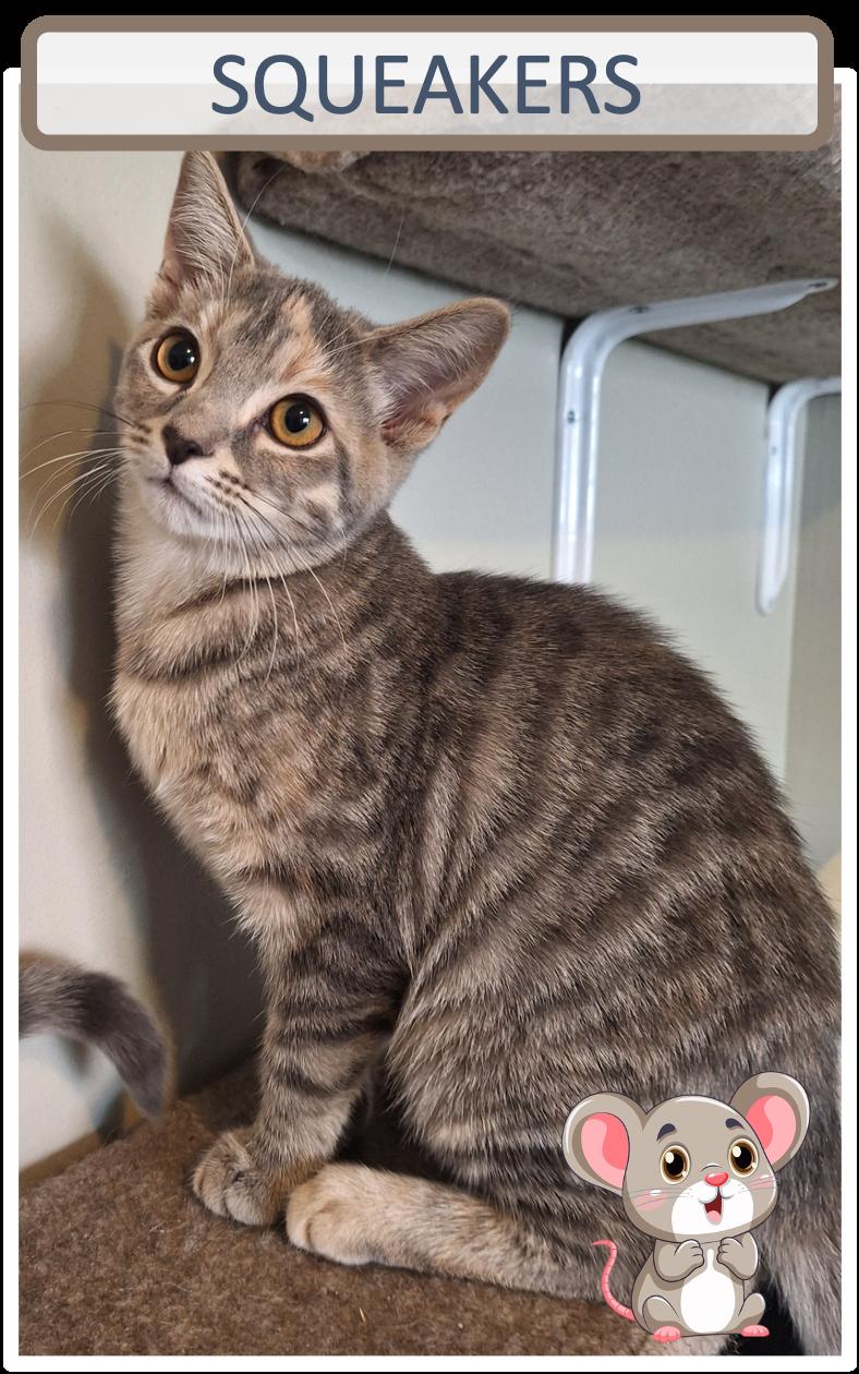 Enlarge Oinkers Woofers Squeakers, a Adoptable Domestic Short Hair in Cincinnati, OH image 4/4