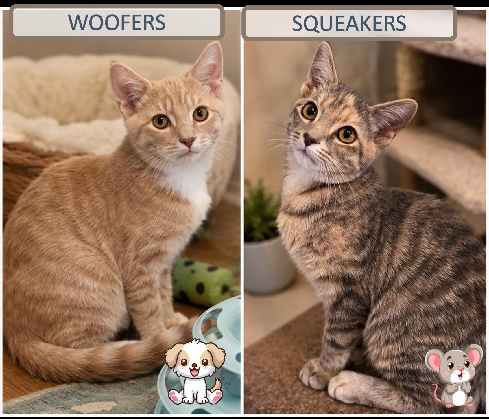 Woofers & Squeakers, Adoptable, Kitten Female Domestic Short Hair.